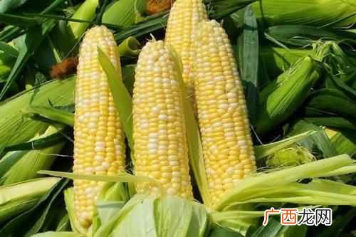 玉米玉米有抗血管硬化的作用 心血管病人吃什么好