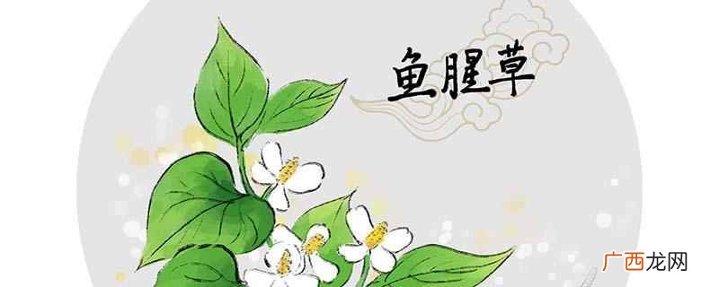 鱼腥草根好还是叶子好 鱼腥草根茎和叶子哪个功效大