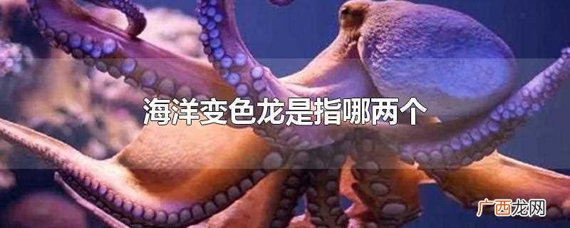 海洋变色龙是指的是乌贼和章鱼 海洋变色龙是指哪两个