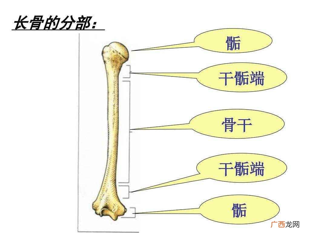 人体骨骼按照形态分类可分为长骨、短骨、扁骨和不规则骨 长骨有哪些