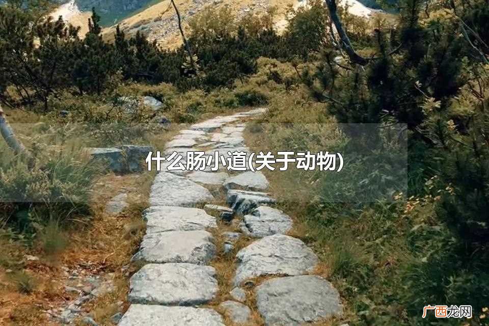 关于动物 什么肠小道 带动物的成语有哪些