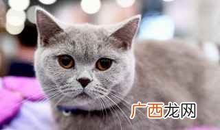 给猫咪吃猫罐头的注意事项 猫罐头多久喂一次