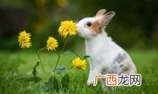 兔子的英文是rabbit 兔子的英语怎么写
