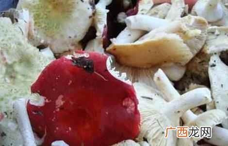 蘑菇不能和什么一起吃呢 蘑菇不能和什么一起吃