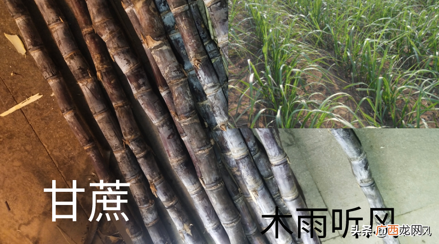 甘蔗放什么肥料高产且长高又大又甜 甘蔗用什么肥料最好
