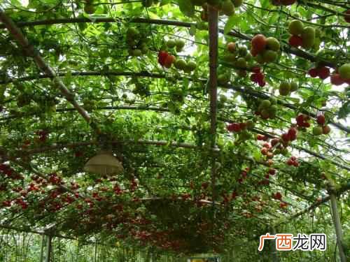 蔬菜的营养价值和食材的口感好坏 蔬菜颜色与营养价值判断好坏