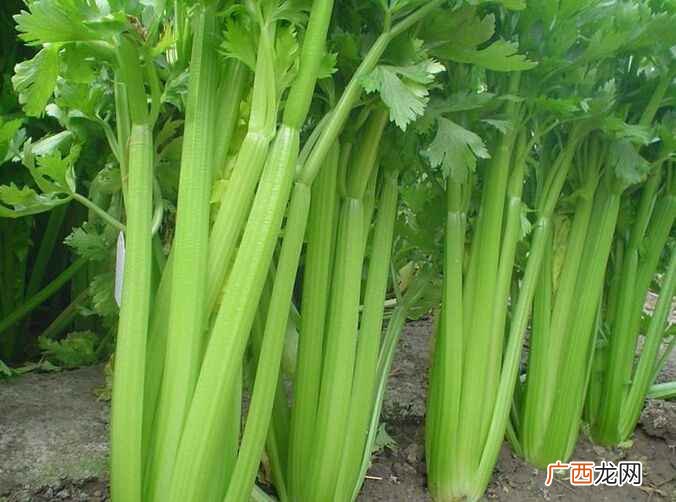 患有口臭的患者可以食用芹菜吗 吃芹菜可以去口臭吗