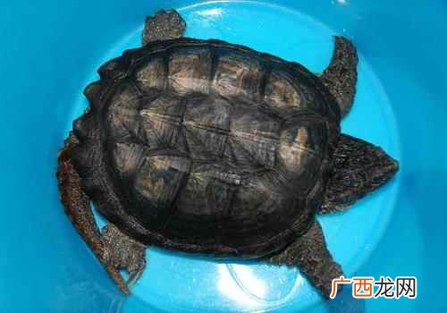 鳄鱼龟能吃吗吃了有什么忌讳吗 鳄鱼龟能吃吗