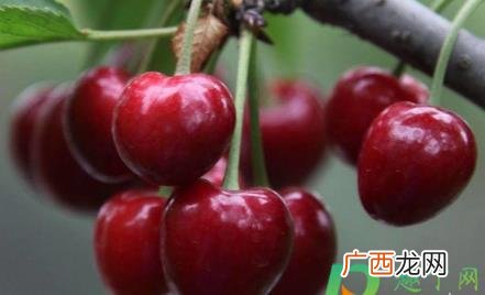 夏天樱桃是应季水果吗 樱桃是夏天应季水果吗
