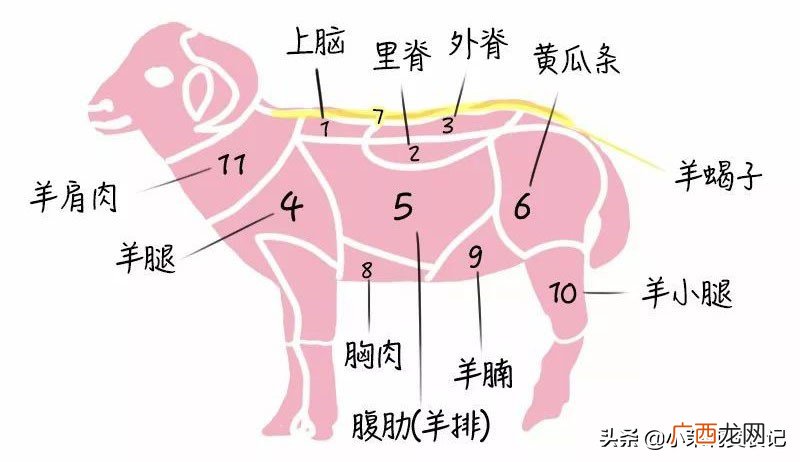 羊蝎子是羊身上的什么部位 羊蝎子是什么肉好吃吗