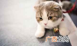 虎斑猫与狸花猫有什么区别 虎斑猫和狸花猫的区别图解