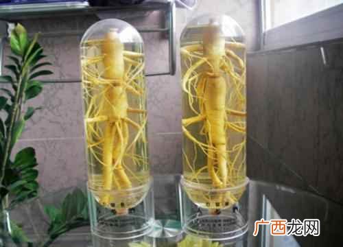 人参泡酒配方大全和功效 人参泡酒配方大全