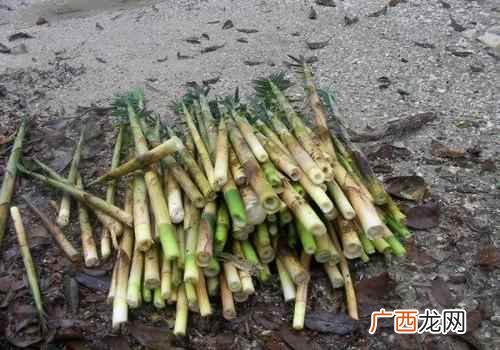 苦笋的功效与作用禁忌 苦笋的功效与作用
