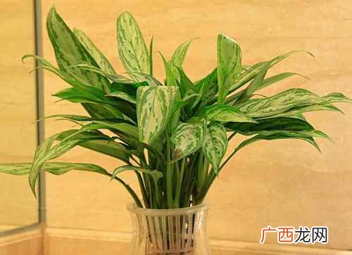 万年青放在家里有毒吗 万年青适合放在家里哪个位置