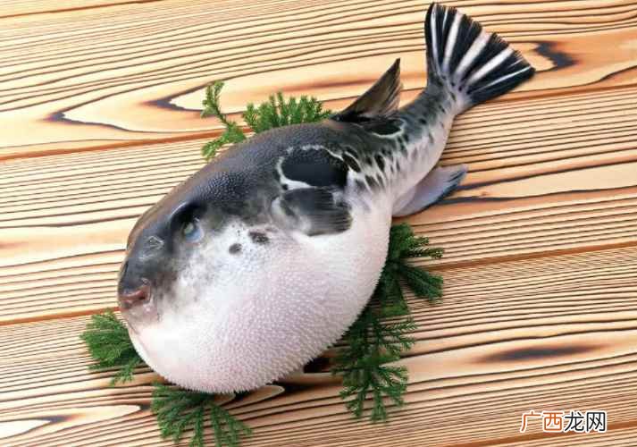 河豚是海鱼还是淡水鱼怎么分辨 河豚是海鱼还是淡水鱼