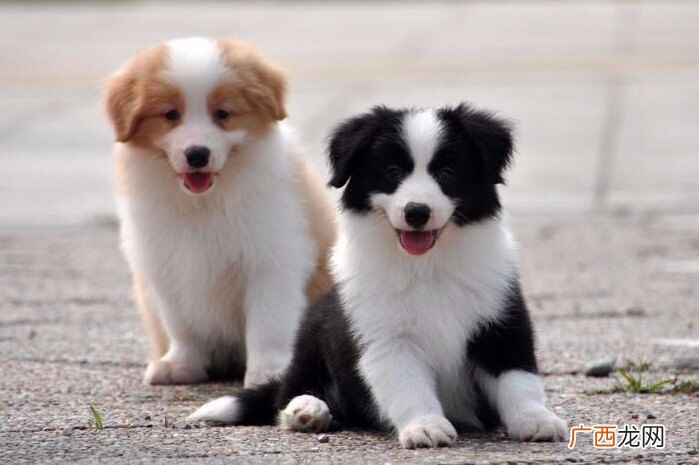 边境牧羊犬的价格是多少 边牧犬多少钱一只幼崽