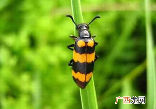 攻毒蚀疮斑具有抗毒作用 斑蝥的功效与作用
