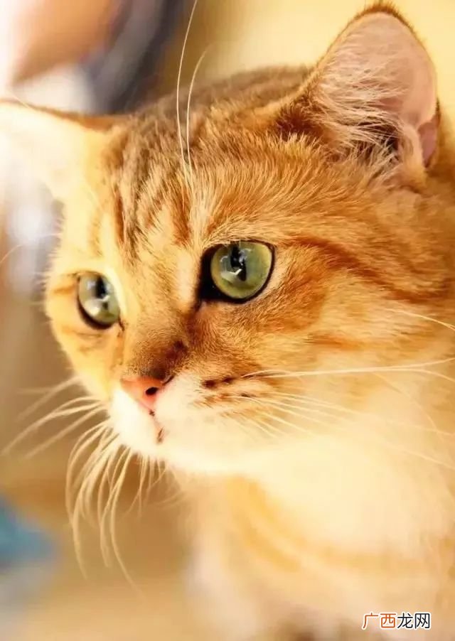猫咪要生的时候预兆 怎么判断猫咪还有多久生
