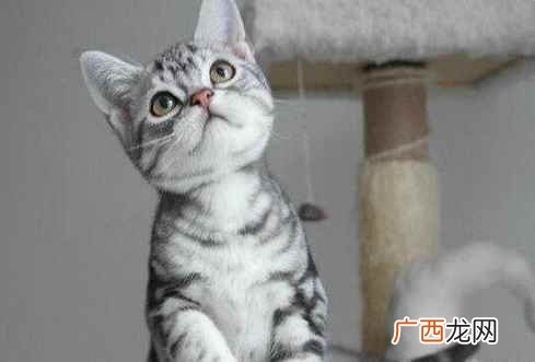 美国短毛猫的价格 美国短毛猫多少钱一只