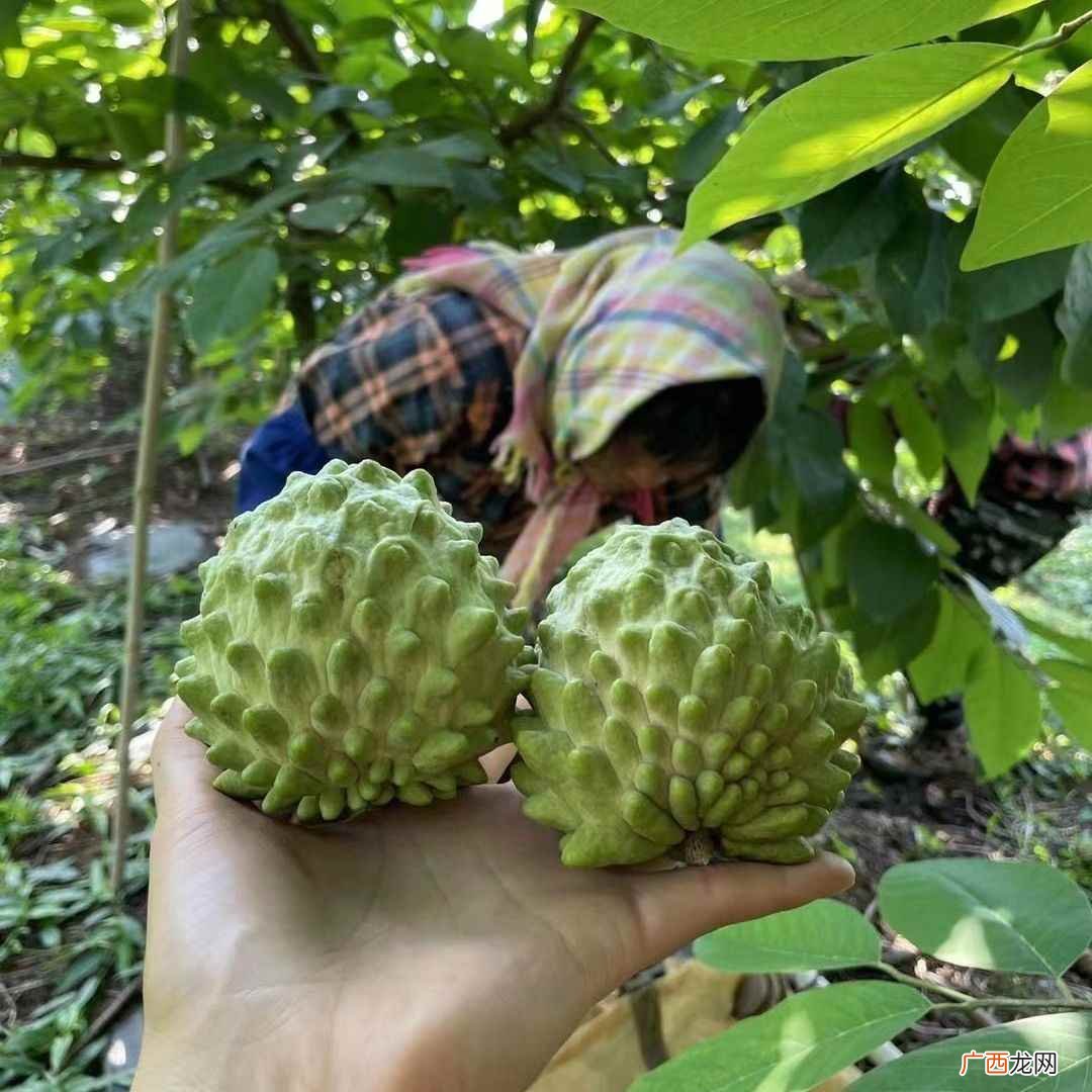 佛头果是番荔枝还是红毛丹 佛头果是不是叫番荔枝