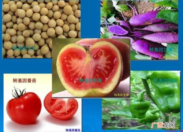 转基因食品的危害有哪些