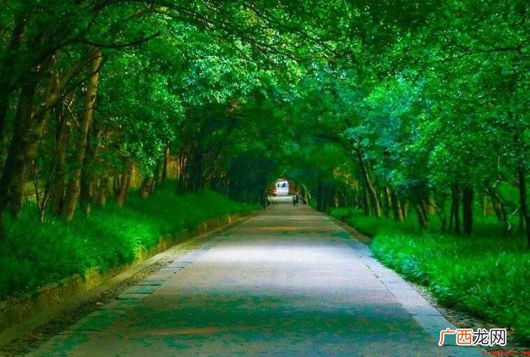 夏天有什么花 夏季必养的开花植物 夏天有什么花