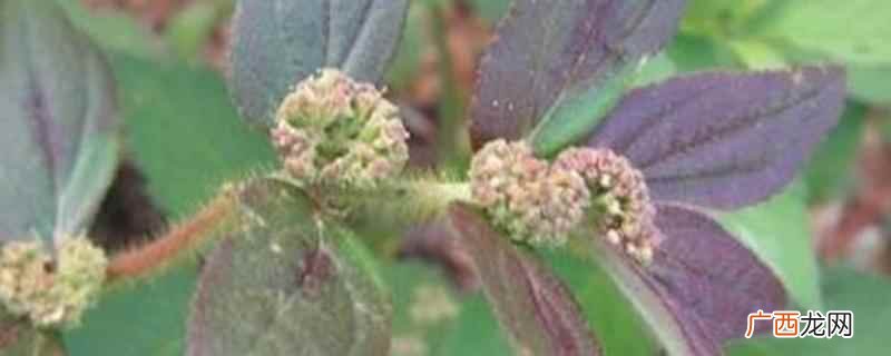 小飞扬草的功效与作用点 小飞扬草的功效与作用