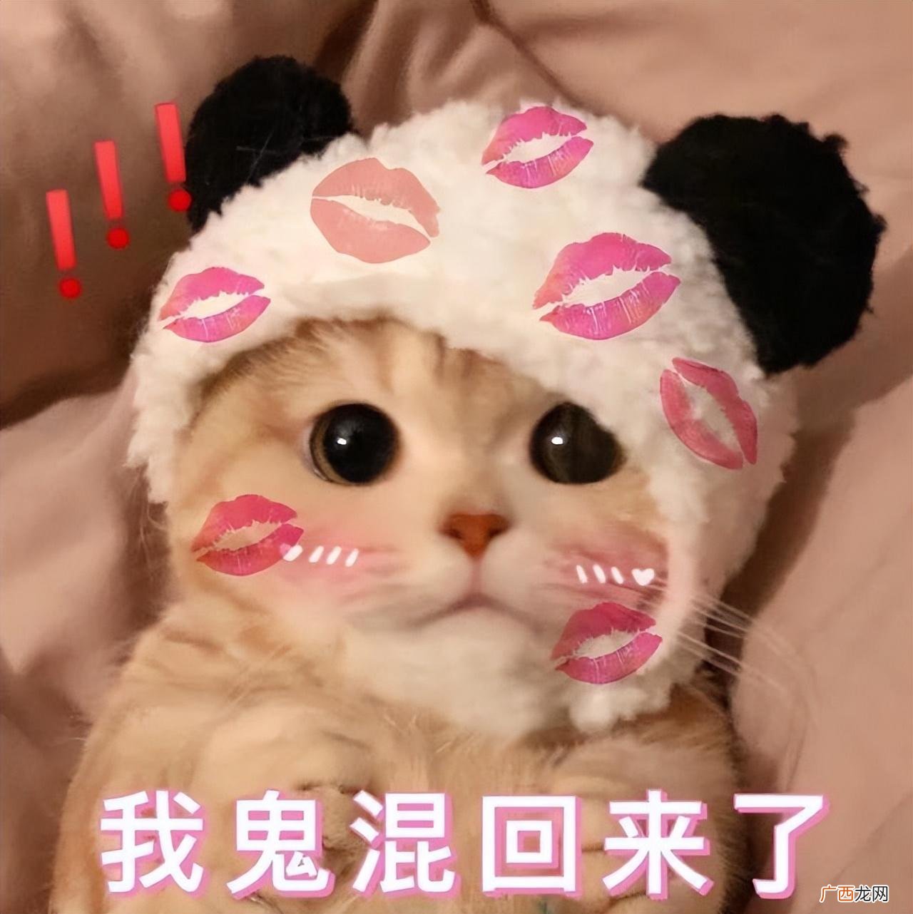 养猫首选这几种猫,特别好养 最受欢迎的宠物猫排行榜