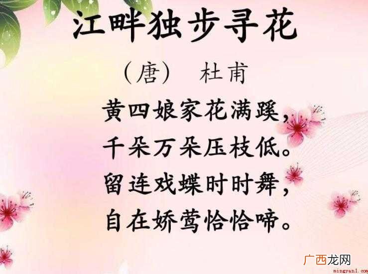 《江畔独步寻花》的译文是什么