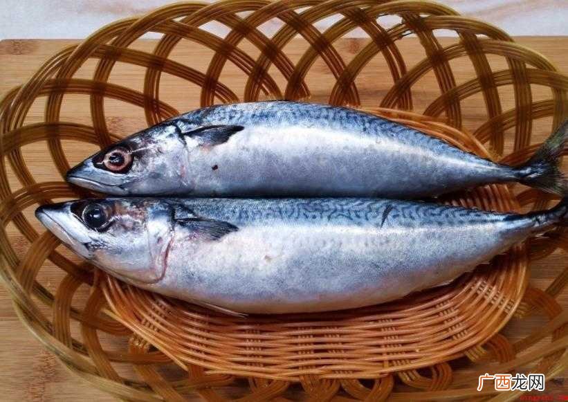 鲅鱼生存现状怎么样
