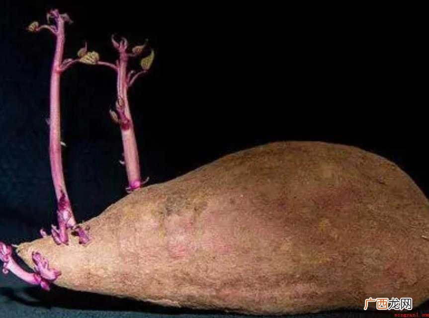 红薯发芽了还能吃吗