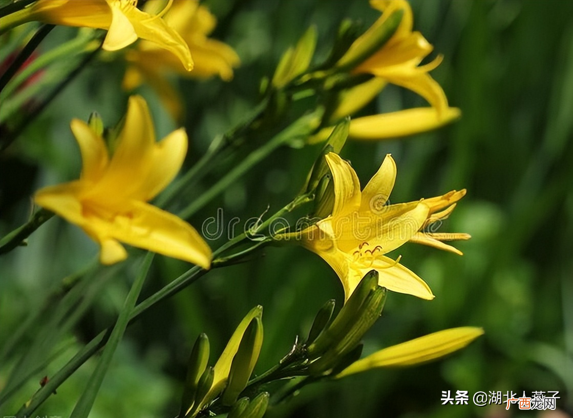 钾高能吃什么食物和水果 富含钾的蔬菜和水果有哪些