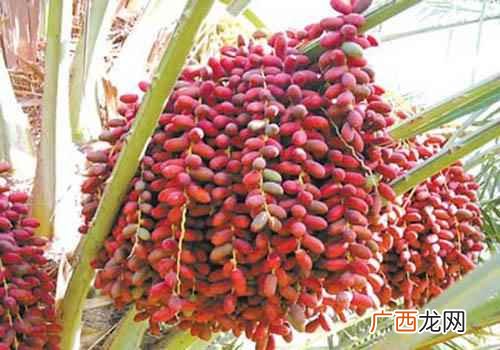 椰枣的营养价值与功效 椰枣的营养价值