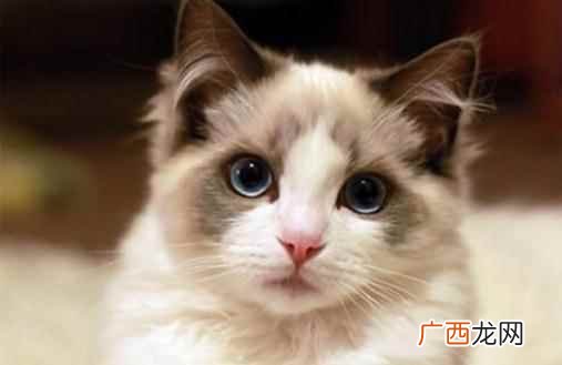 多少钱一只布偶猫怎么养 布偶猫多少钱一只布偶猫怎么养