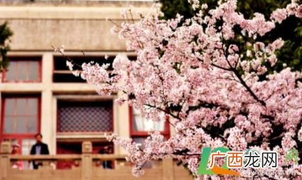 武汉大学樱花从哪个校门进 武汉大学樱花离哪个门最近