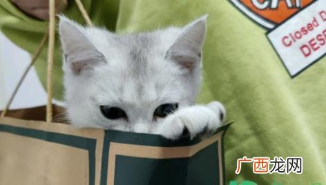 猫瘟吐和正常吐的区别 猫瘟是怎么引起的