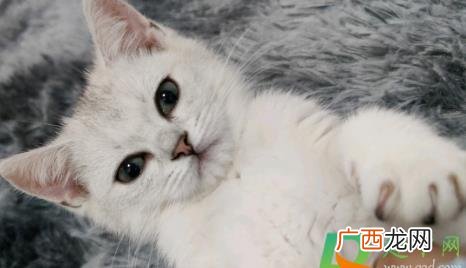 猫瘟会自愈吗怎么治 猫瘟会自愈吗