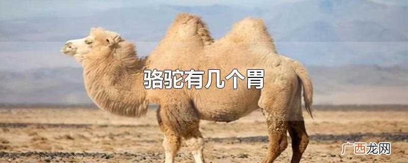 骆驼有3个胃 骆驼有几个胃