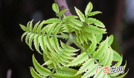 臭椿和香椿有什么区别 臭椿树就是香椿树吗