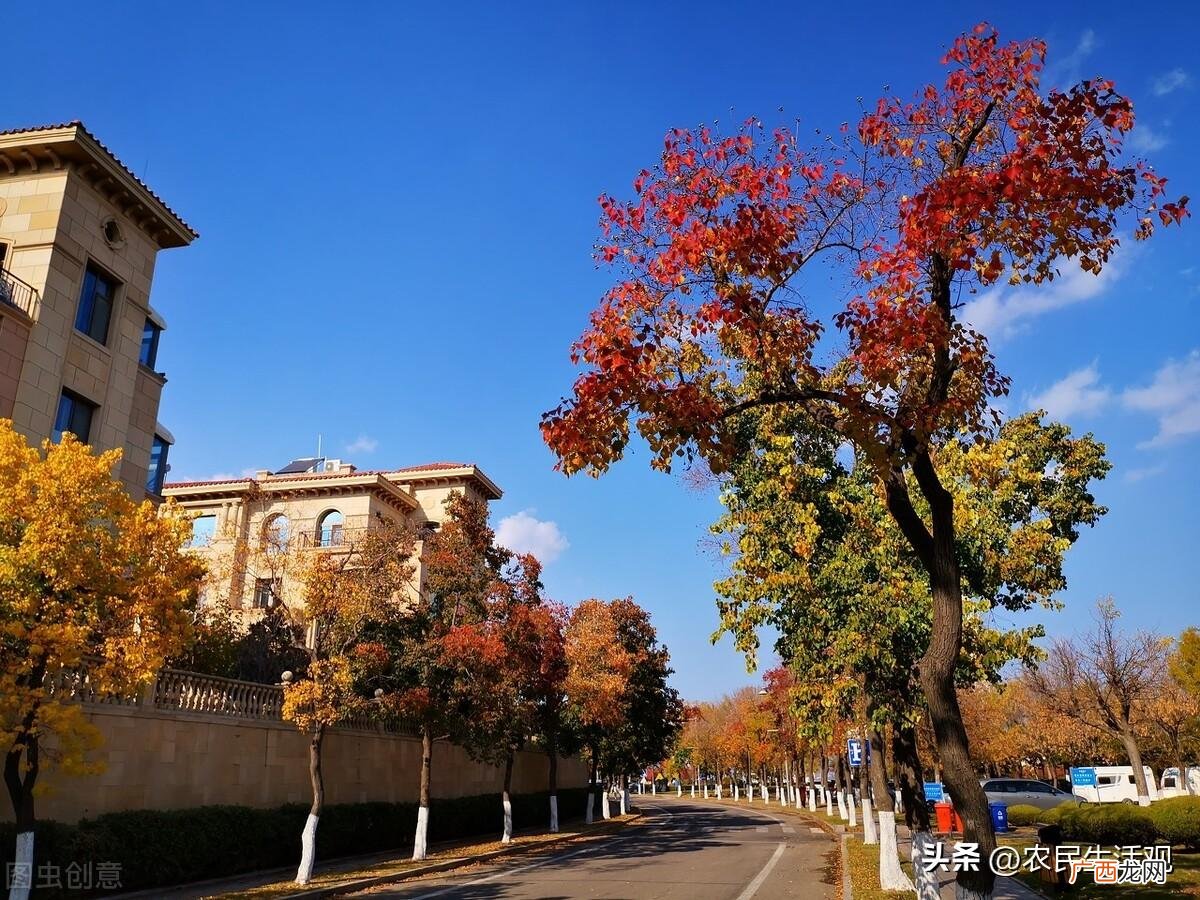 三树房前栽财源滚滚来 房前屋后栽什么树风水好聚财