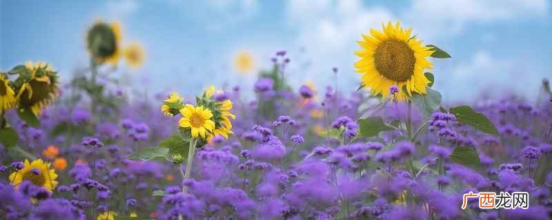 郁金香的花语是博爱、体贴、高雅、富贵、荣誉的皇冠、永恒的祝福 郁金香花语