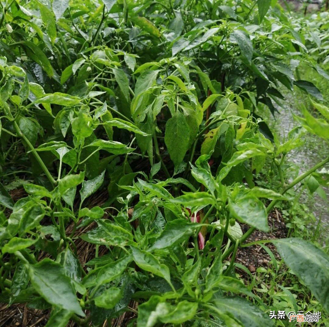 辣椒叶子卷起来用什么妙招治 辣椒卷叶病毒用什么药