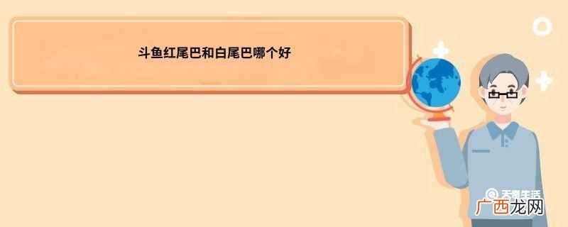 斗鱼尾巴末端红 斗鱼公母颜色哪个好