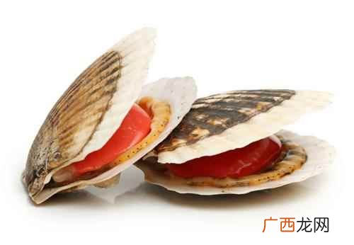 扇贝的营养价值和功效 扇贝的营养价值