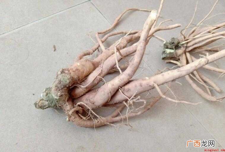 鲜人参怎么保存最好