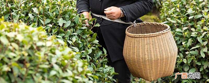 老茶叶是什么茶叶 老茶叶是什么茶