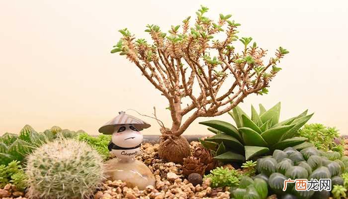 草质茎植物有哪些 哪些植物是草质茎
