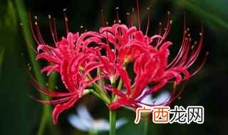 曼珠沙华伍珂玥 曼珠沙华是什么意思