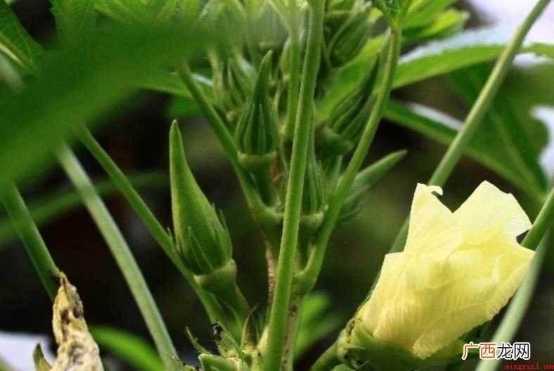 咖啡黄葵分布范围有哪些