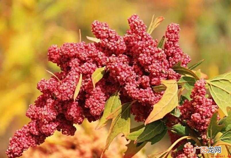 藜麦形态特征是什么